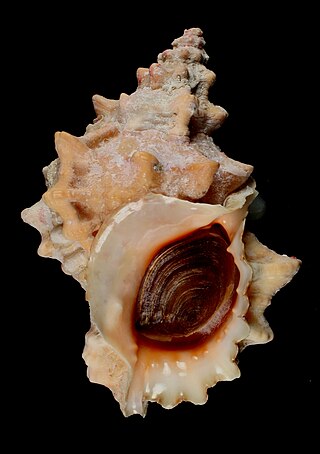 <i>Marsupina bufo</i> Species of gastropod