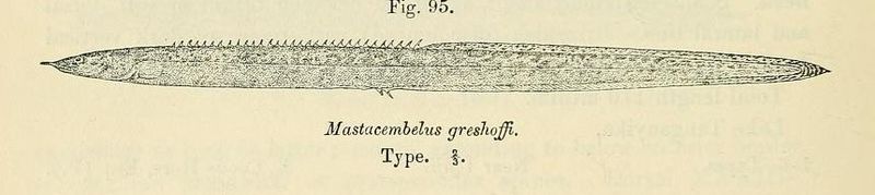 File:Mastacembelus greshoffi.jpg