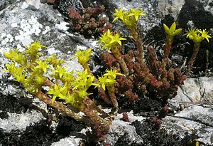 Baharatlı stonecrop (Sedum dönüm)