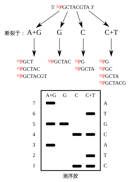 File:Maxam-Gilbert sequencing.svg