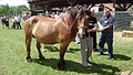 Međimurski konj (Croatia) - svijetli dorat.jpg