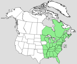 Medeola virginiana NA-dist-map.png