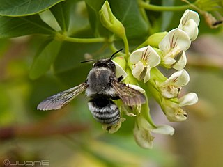 <i>Megachile canescens</i> Species of leafcutter bee (Megachile)