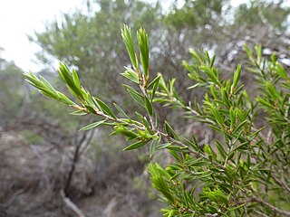 <i>Melaleuca delta</i> Species of shrub