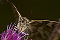 Melanargia galathea, female