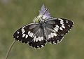 * Nomination Wing upperside view of a male Syrian Marbled White (Melanargia syriaca) caught by a crab spider. Adana, Turkey. --Zcebeci 16:08, 3 July 2016 (UTC) * Promotion Good quality. --Johann Jaritz 16:13, 3 July 2016 (UTC)