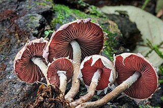 <i>Melanophyllum</i> Genus of fungi