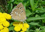 Polyommatus daphnis – Flügelunterseite