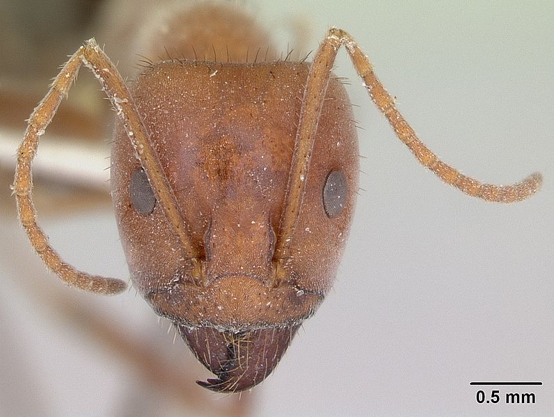 File:Melophorus anderseni casent0173919 head 1.jpg