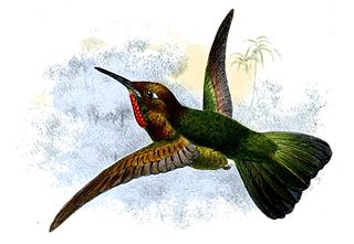 <span class="mw-page-title-main">Fiery-throated metaltail</span> Species of hummingbird