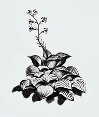 ハオルチア（多肉植物）の図版