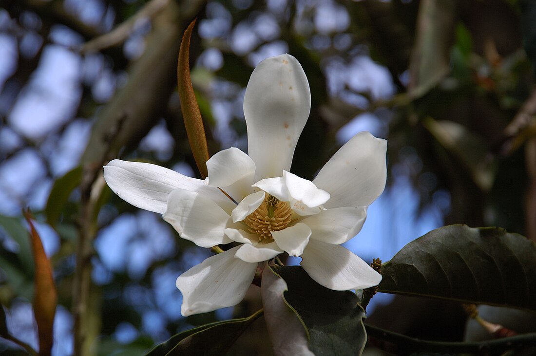 Magnolia doltsopa