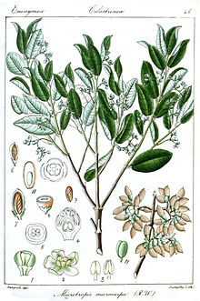 Microtropis microcarpa Rungiah.jpg