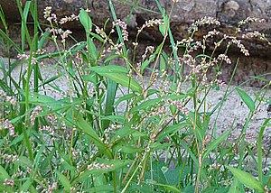 Mild knotweed (Persicaria dubia)