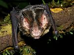 Thumbnail for Striped hairy-nosed bat