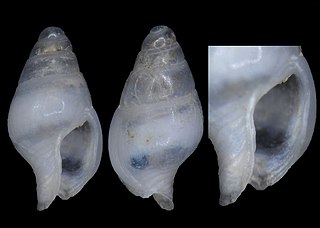 <i>Mitrella pauxillula</i> Species of gastropod
