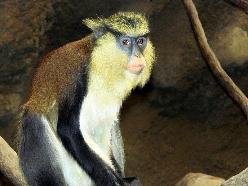 File:Mona Monkey.jpg