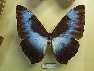 <i>Morpho cisseis</i> Species of butterfly