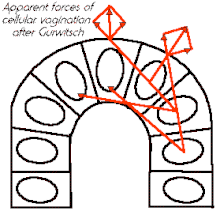 A. G. Gurwitsch analysed the embryonic development of the sea urchin as a vector-field, as if the proliferation of cells into organs were brought about by putative external forces. Morphogenetic.gif