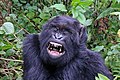 * Nomination Mountain gorilla (Gorilla beringei beringei) female, Rwanda --Charlesjsharp 16:45, 24 November 2016 (UTC) * Decline Good composition but low resolution and sharpness are dealbreakers for me. Sorry. --Nikhilb239 03:30, 25 November 2016 (UTC) @Nikhilb239: I think I cropped it too close. New version uploaded. Charlesjsharp 10:39, 25 November 2016 (UTC)@Charlesjsharp: Sorry but the image looks strange to me. It still has sharpness issues, but looks like the shoulder of gorilla is completely cutoff or cloning is not done well. So, I would like to stick to my oppose. Sorry --Nikhilb239 08:39, 26 November 2016 (UTC) Fair enough, @Nikhilb239: But I can promise you there has been zero cloning. Charlesjsharp 09:30, 28 November 2016 (UTC). I apologise for taking it as cloning.--Nikhilb239 10:15, 28 November 2016 (UTC)