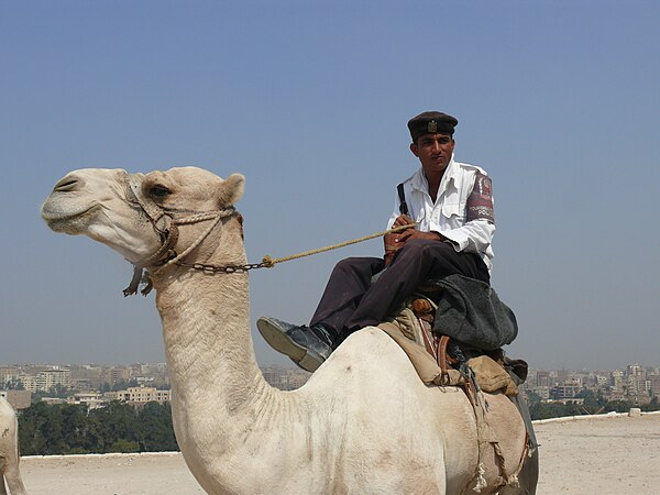 A mounted police officer in Giza riding a camel.