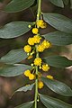 Flowers and foliage