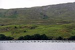 Thumbnail for File:Mussel farm in Killary Harbour - geograph.org.uk - 5013286.jpg