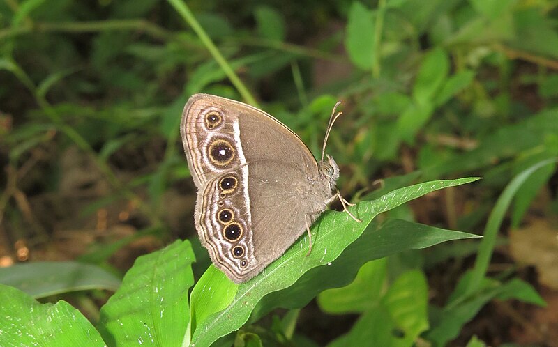 File:Mycalesis mineus – Dark-branded Bushbrown 01.jpg