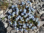 Lake Constance forget-me-nots