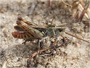 Spotted cadaver (Myrmeleotettix maculatus), male