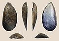 * Nomination Left valve of a Chilean mussel, Mytilus chilensis --Llez 05:39, 7 September 2022 (UTC) * Promotion  Support Good quality. --Drow male 05:53, 7 September 2022 (UTC)  Support Good quality. --Jakubhal 05:53, 7 September 2022 (UTC)