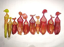 A collection of lower, intermediate, and upper pitchers of N. suratensis N. suratensis.jpg