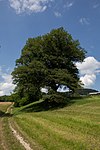 2 oaks in deep trench