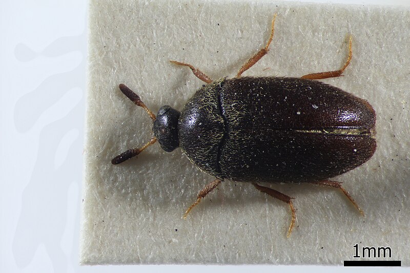 Carpet beetle - Wikipedia