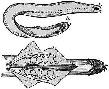 Hagazussa - Wikipedia