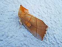 Silver-Spotted Ghost Moth - Sthenopis argenteomaculatus.jpg