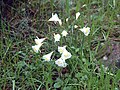 Narcissus cantabricus, (Puertollano)