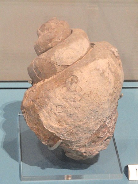 File:Natica macrostoma, Germany, Middle Jurassic - Royal Ontario Museum - DSC09924.JPG