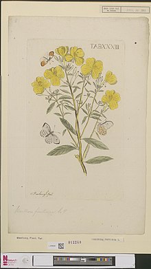 Drawing of Oenothera fruitcosa Naturalis Biodiversity Center - L.2096362 - Meerburg, N. - Oenothera fruticosa Linnaeus - Artwork.jpeg