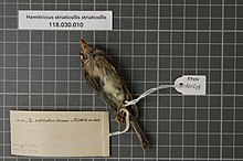 Центр биоразнообразия Naturalis - RMNH.AVES.120678 - Hemitriccus striaticollis striaticollis (Lafresnaye, 1853) - Tyrannidae - образец кожи птицы.jpeg