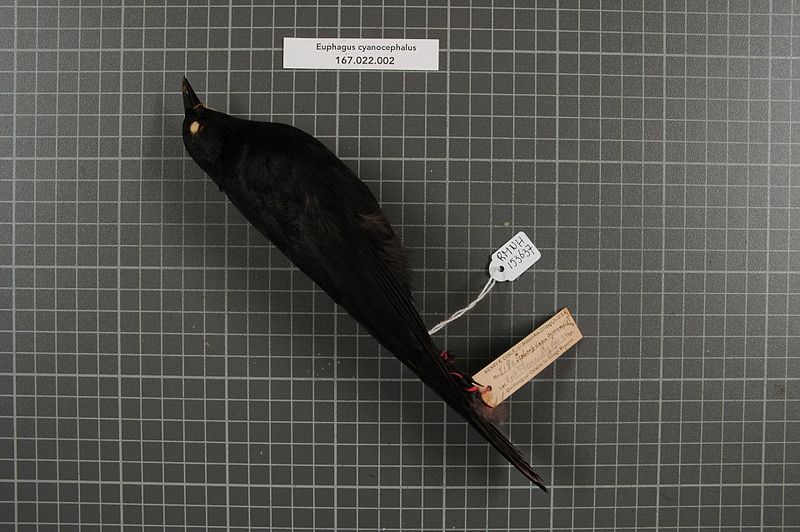 File:Naturalis Biodiversity Center - RMNH.AVES.153637 1 - Euphagus cyanocephalus (Wagler, 1829) - Icteridae - bird skin specimen.jpeg