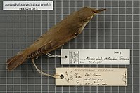 Naturalis Biodiversity Center - RMNH.AVES.36654 1-fomat-large - Acrocephalus arundinaceus griseldis (Hartlaub, 1891) - Sylviidae - bird skin specimen.jpeg