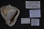 Miniatuur voor Bestand:Naturalis Biodiversity Center - ZMA.MOLL.162207 - Cassis madagascariensis Lamarck, 1822 - Cassidae - Mollusc shell.jpeg
