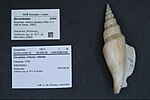 Miniatuur voor Bestand:Naturalis Biodiversity Center - ZMA.MOLL.50850 - Doxander vittatus apicatus (Man in 't Veld &amp; Visser, 1993) - Strombidae - Mollusc shell.jpeg