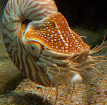Nautilus tentacles.jpg