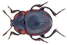 Necrophilus subterraneus (Dahl, 1807) (14954636326).png