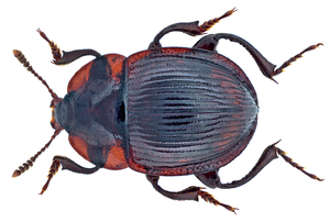 Το είδος Necrophilus subterraneus