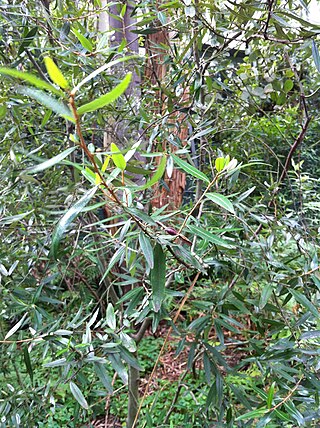 <i>Nematolepis wilsonii</i> Species of shrub