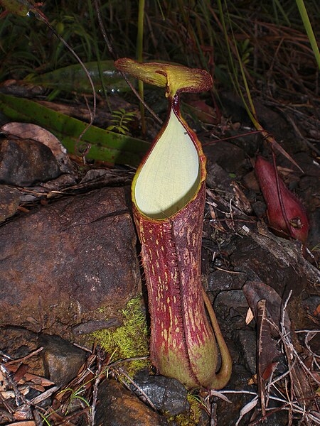 File:Nepenthes Mount Hamiguitan Range14.jpg