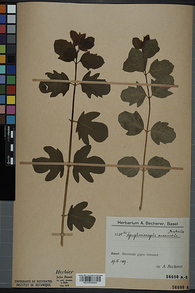 File:Neuchâtel Herbarium - Symphoricarpos albus - NEU000030833.jpg